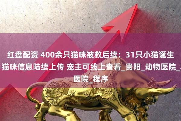 红盘配资 400余只猫咪被救后续：31只小猫诞生啦！猫咪信息陆续上传 宠主可线上查看_贵阳_动物医院_程序